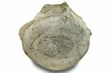Fossil Whale Lumbar Vertebra - Yorktown Formation #250126-1